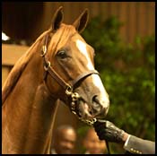 Top-Priced Yearling Becomes Storm Cat's 100th Stakes Winner Top-Priced Yearling Becomes Storm Cat's 100th Stakes Winner