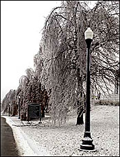 Ice Storm Disrupts Some Breeding Activities Ice Storm Disrupts Some Breeding Activities