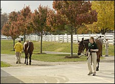 Ringside at Keeneland: News and Notes from November Sale Ringside at Keeneland: News and Notes from November Sale