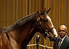A.P. Indy-Balance Colt Brings $4.2 Million A.P. Indy-Balance Colt Brings $4.2 Million