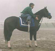 Top Sprinter Kelly Kip to Stand in Native Florida Top Sprinter Kelly Kip to Stand in Native Florida