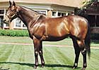 King Cugat to Liberty Stud King Cugat to Liberty Stud