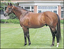 Kingmambo Recovering From Cut, Swollen Leg; Expected to Miss One Week Kingmambo Recovering From Cut, Swollen Leg; Expected to Miss One Week