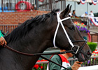 Adam's Turf: Krypton A Super Colt?