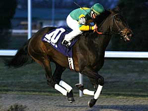 Grade III Winner Lady Belsara Retired Grade III Winner Lady Belsara Retired