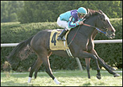 Lapuma Upsets Volga in Dowager Stakes Lapuma Upsets Volga in Dowager Stakes