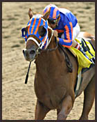 Left Bank Sizzles in Tom Fool; Sets 7-Furlong Track Record Left Bank Sizzles in Tom Fool; Sets 7-Furlong Track Record