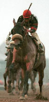 Lemon Drop Kid Tops Woodward Field Lemon Drop Kid Tops Woodward Field
