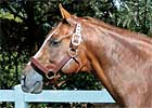 Lion Tamer's First Foal