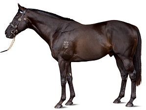 Australian Sire Lonhro to Shuttle to Darley Australian Sire Lonhro to Shuttle to Darley