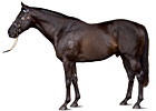 Australian Sire Lonhro to Shuttle to Darley Australian Sire Lonhro to Shuttle to Darley