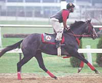 Primal Force Named 2000 Kentucky Broodmare of the Year Primal Force Named 2000 Kentucky Broodmare of the Year