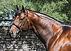 Majestic Warrior Sires First Foal Majestic Warrior Sires First Foal