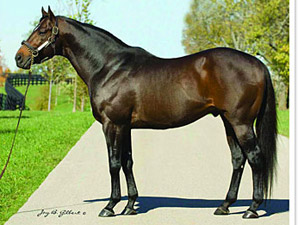Malibu Moon Colt Brings Top Price Malibu Moon Colt Brings Top Price