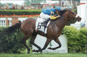 Millionaire Manndar to Wintergreen Stallion Station in Kentucky Millionaire Manndar to Wintergreen Stallion Station in Kentucky