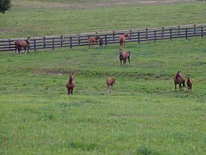 Report of Mares Bred Shows Continued Declines Report of Mares Bred Shows Continued Declines
