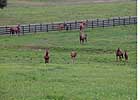 Registered Mares in Minnesota Up by 77% Registered Mares in Minnesota Up by 77%