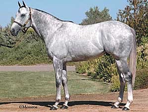 Marino Marini's First Winner Marino Marini's First Winner