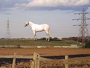 Giant Thoroughbred to Tower Over Britain Giant Thoroughbred to Tower Over Britain