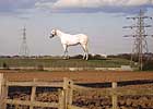 Giant Thoroughbred to Tower Over Britain