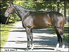 Medaglia d'Oro, Marquetry, Doneraile Court to Launch Stonewall Stallion Division Medaglia d'Oro, Marquetry, Doneraile Court to Launch Stonewall Stallion Division