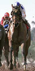 Santa Anita Race Report: Old-Timers Day Santa Anita Race Report: Old-Timers Day