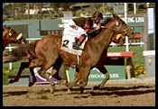 Hollywood Park Race Report: A Star Brewing Hollywood Park Race Report: A Star Brewing