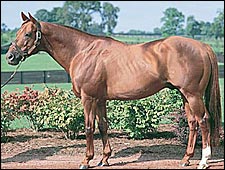 Walmac Stallion Miswaki Pensioned Walmac Stallion Miswaki Pensioned
