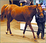 Strong International Presence at Tattersalls Breeding Stock Sale Opener Strong International Presence at Tattersalls Breeding Stock Sale Opener