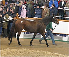 Tattersalls Session Posts Record Gross for European Sale Tattersalls Session Posts Record Gross for European Sale