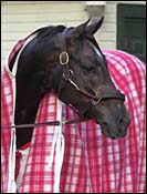 Derby Winner Monarchos Sidelined Up to 60 days Derby Winner Monarchos Sidelined Up to 60 days