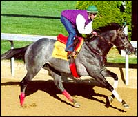 Monarchos Displays Derby Readiness in Solid Workout Monarchos Displays Derby Readiness in Solid Workout