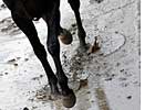 Trainers Consider Mud Calks for Better Traction Trainers Consider Mud Calks for Better Traction