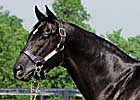 More Than Ready Sires 100th Stakes Winner More Than Ready Sires 100th Stakes Winner