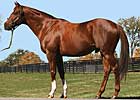 Filly Is First Winner for Newfoundland Filly Is First Winner for Newfoundland