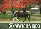Video: Keeneland Nov - Day 10 Wrap
