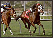 Hollywood Park Race Report: Night Star Hollywood Park Race Report: Night Star