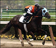 Nobiz Like Shobiz Zips Five Furlongs at Belmont Park Nobiz Like Shobiz Zips Five Furlongs at Belmont Park