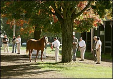 New York Breeders Sale Finishes Strong New York Breeders Sale Finishes Strong