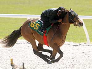 Forest Wildcat Filly Fastest at OBS Forest Wildcat Filly Fastest at OBS