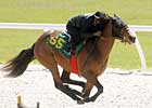 Forest Wildcat Filly Fastest at OBS Forest Wildcat Filly Fastest at OBS