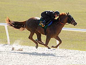 What's Hot? OBS' Buzzworthy Horses What's Hot? OBS' Buzzworthy Horses