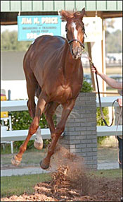 Forest Wildcat Filly Sells for $150,000 as OBS April Sale Opens Forest Wildcat Filly Sells for $150,000 as OBS April Sale Opens
