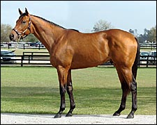 Yes It's True Colt Brings $900,000 at OBS Yes It's True Colt Brings $900,000 at OBS