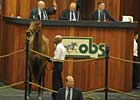 OBS March Sale Surges at the Start OBS March Sale Surges at the Start