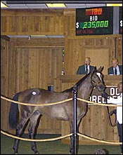 Records Across the Board at OBS August Select Sale Records Across the Board at OBS August Select Sale