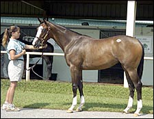 Songandaprayer Filly Tops OBS Opening Session at $190,000 Songandaprayer Filly Tops OBS Opening Session at $190,000