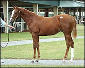 Tale of the Cat Colt Tops OBSC First Session Tale of the Cat Colt Tops OBSC First Session