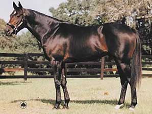 Folsum Named Colorado Horse of the Year Folsum Named Colorado Horse of the Year