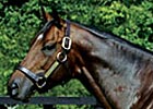 Olmodavor's First Winner Olmodavor's First Winner
